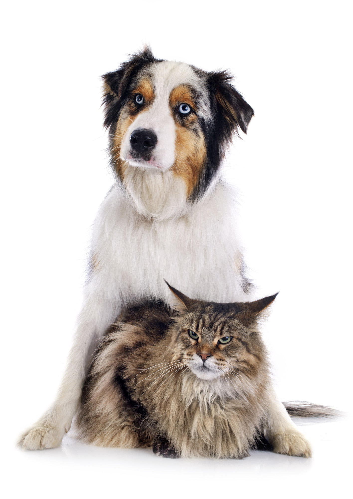 dog-and-cat